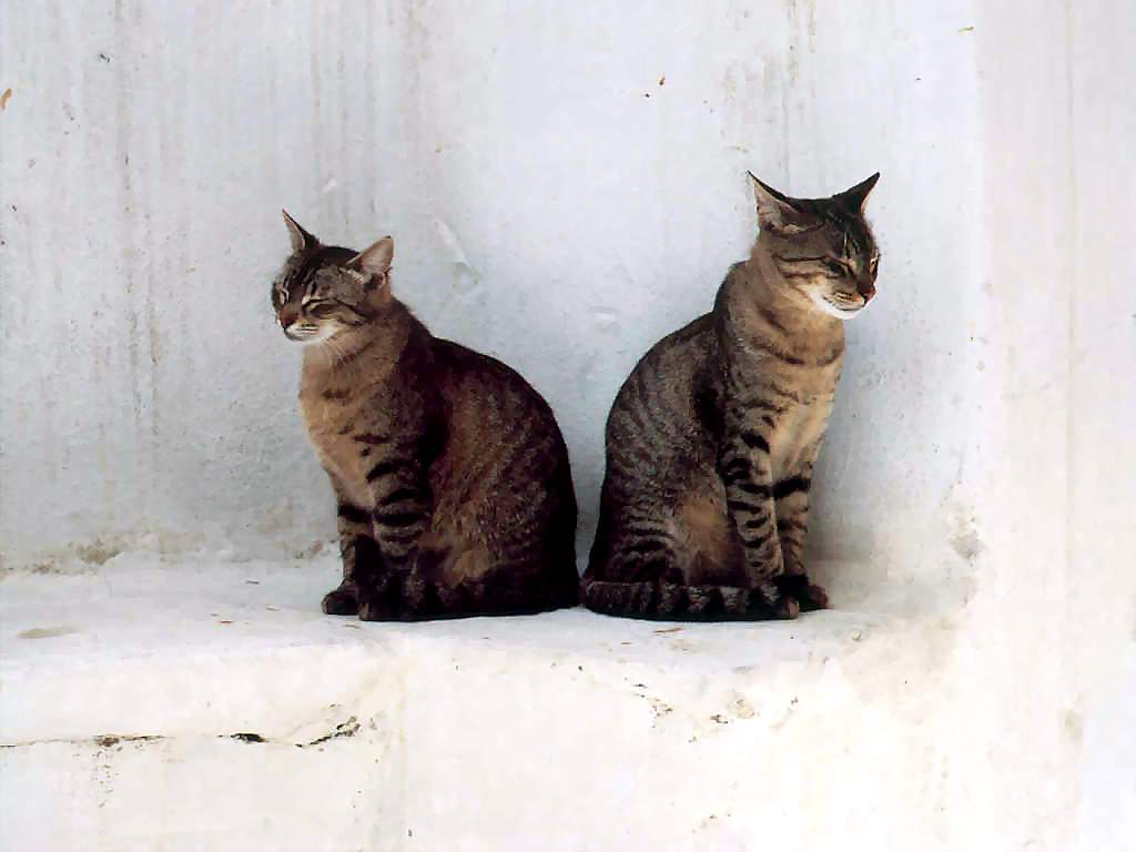Gatti (239)